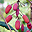 S�skaborbolya