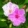 Csodat�lcs�r