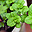 Menta